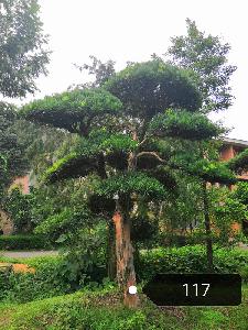 23公分朴树-高度3米-冠幅2.5米-价格优惠